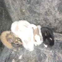 سلام چند عدد خرگوش صحیح و سالم به فروش می‌رسد|موش و خرگوش|آبادان, |دیوار