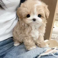 پودل کراس|سگ|تهران, پونک|دیوار