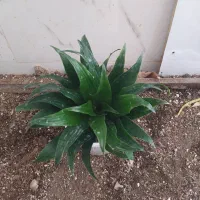 گل و گیاه کامپکت