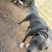 سگ پیت بول|سگ|قزوین, |دیوار