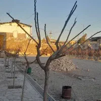 هرس درختان|خدمات باغبانی و درختکاری|پاکدشت, پاکدشت (مامازند)|دیوار