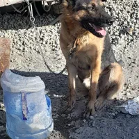 سگ ژرمن