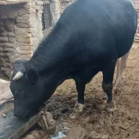 یک راس گوساله نر