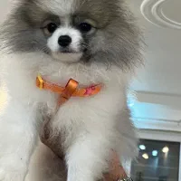 واگذاری پامرانین خرسی عروسکی کوچک