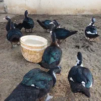 اردک اسرائیلی