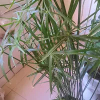 گل و گلدون با رشد عا لی|گل و گیاه طبیعی|قزوین, |دیوار