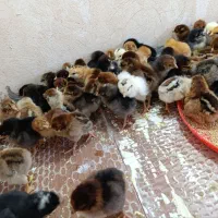 فروش مرغ عمده ۱ و ۳ماهه