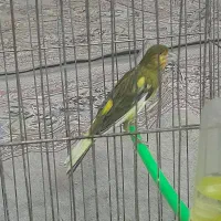 قناری نر|پرنده|تربتحیدریه, پائین ولایت|دیوار