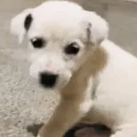 فروشی|سگ|قشم, |دیوار