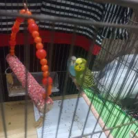 مرغ عشق|پرنده|اردبیل, |دیوار