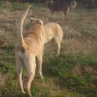 سگ گله نگهبانی