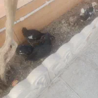 جوجه و خروس گلین|حیوانات مزرعه|زرند, |دیوار