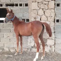 مادیون ترکی|اسب و تجهیزات اسب‌سواری|شیبکوه (فارس), |دیوار