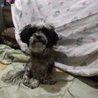 واگذاری سگ شیتزوترییر|سگ|شیراز, دارالرحمه|دیوار