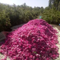 نهال گل محمدی