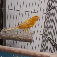 قناری نر ( ۶ دونگ )