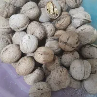 گردو فیروزکوه