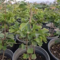 فندق پسته گیاه نارون گلابی درخت آلبالو ژینگو نهال