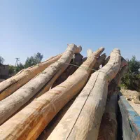 خرید چوب های باغی و میوه ای