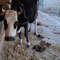 گاوشیری|حیوانات مزرعه|فرح آباد, |دیوار