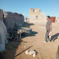 سگ ،|حیوانات|زرندیه, |دیوار