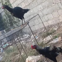 لاری|حیوانات مزرعه|لشت نشا, |دیوار