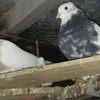 طوقی 22 عدد|پرنده|دشت ذهاب, |دیوار