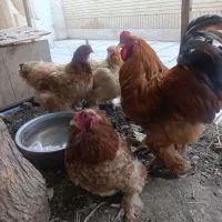 مرغ و خروس برهما
