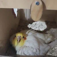 عروس هلندی مولد