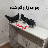 کبوتر جوجه زاغ گم شده هزینش هرچقدر باش تقدیم میکنم