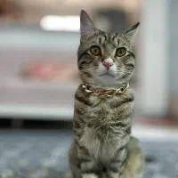 واگذاری گربه dsh