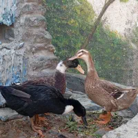 اردک 5ماهه