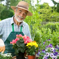 فروش گل خدمات شمشاد درخت و درختچه کوددهی باغبانی