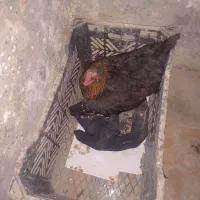 مرغ کرچ طوسی و مشکی