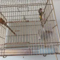 سهره نر کرونشاهی