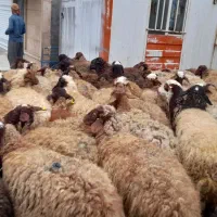 گوسفند آبستن میش جوان داشتی