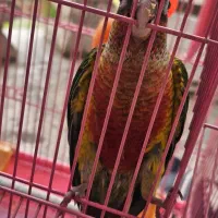 طوطی گرینچیک