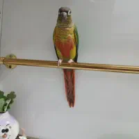 طوطی|پرنده|ری, دیلمان|دیوار