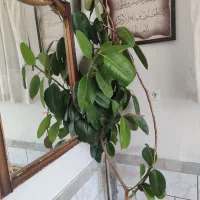 گل و گیاه