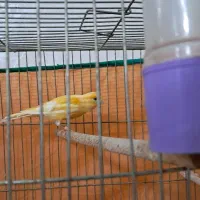 قناری ماده|پرنده|قم, آزادگان|دیوار