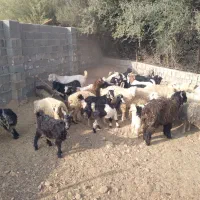 کهره|حیوانات مزرعه|کوه چنار, |دیوار