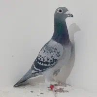 کبوتر پلاکی درجه یک