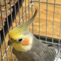 عروس هلندی نر سخنگو