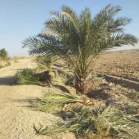 خدمات نخل صفر تا صد . پاجوش نخل موجود است|خدمات باغبانی و درختکاری|رامشیر, |دیوار