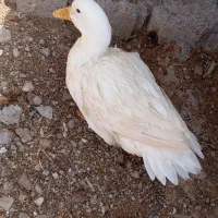 اردک فروشی