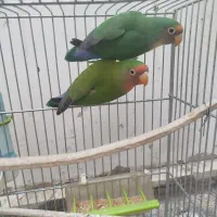 یک جفت طوطی برزیلی|پرنده|ری, دولتآباد|دیوار