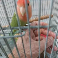 طوطی کتوله دستی