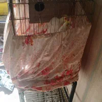 باسلام یجفت عروس مولدبه شرط سالم|پرنده|قرچک, شهرک مهستان|دیوار