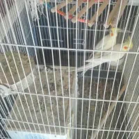 یک جفت عروس هلندی لوتینو بازیگوش|پرنده|ایلام, |دیوار