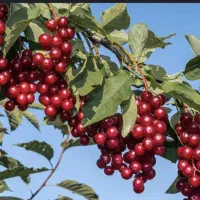 طرح درخت کاری مناسب مناطق کم اب|خدمات باغبانی و درختکاری|تهران, استخر|دیوار